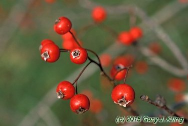 Crataegus viridis 'Winter King'