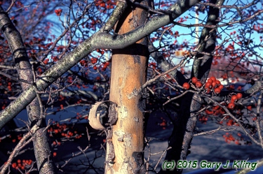 Crataegus viridis 'Winter King'