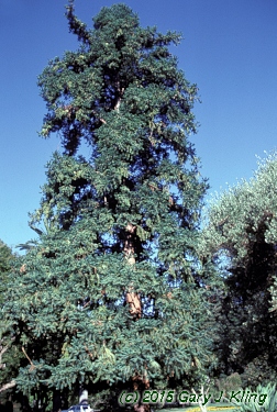 Cunninghamia lanceolata