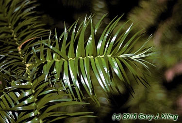 Cunninghamia lanceolata