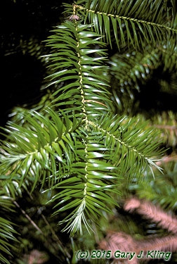 Cunninghamia lanceolata