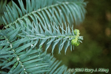 Cunninghamia lanceolata