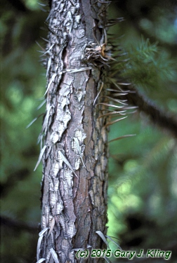 Cunninghamia lanceolata
