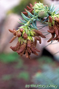 Cunninghamia lanceolata