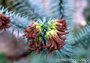 Cunninghamia lanceolata
