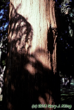 Cunninghamia lanceolata
