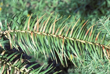 Cunninghamia lanceolata