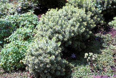 Daphne x burkwoodii 'Carol Mackie'