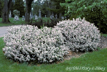Daphne x burkwoodii 'Somerset'