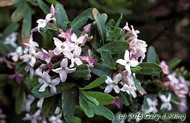 Daphne x burkwoodii 'Somerset'