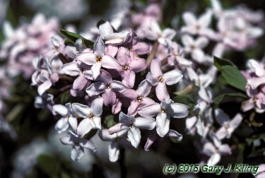 Daphne x burkwoodii 'Somerset'