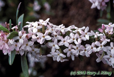 Daphne x burkwoodii 'Somerset'