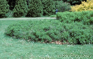 Deutzia gracilis