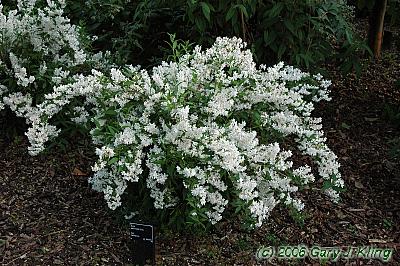 Deutzia gracilis