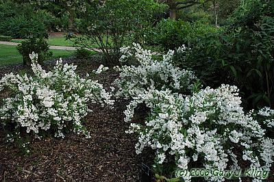 Deutzia gracilis
