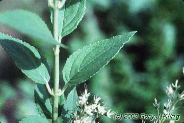 Deutzia gracilis