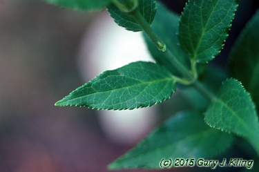 Deutzia gracilis