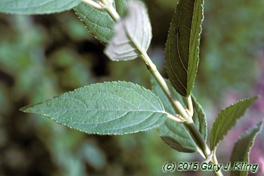 Deutzia gracilis