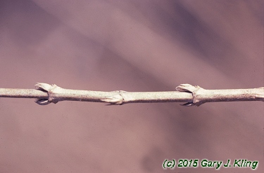 Deutzia gracilis