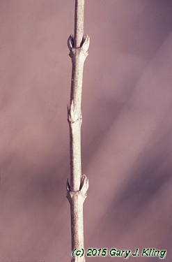 Deutzia gracilis