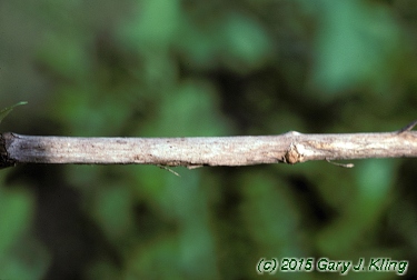 Deutzia gracilis