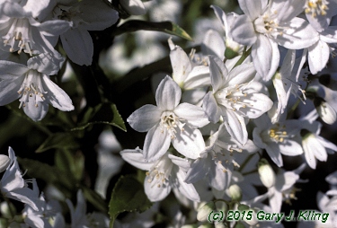 Deutzia gracilis