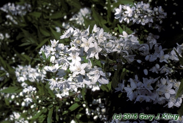 Deutzia gracilis