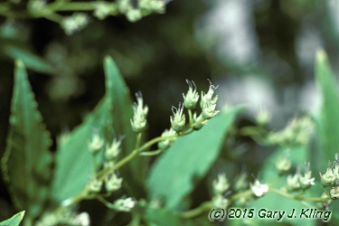 Deutzia gracilis