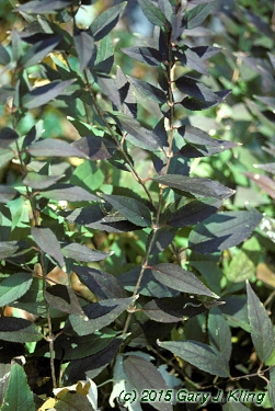 Deutzia gracilis