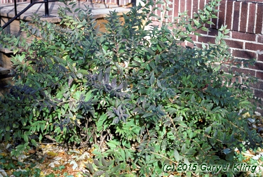 Deutzia gracilis