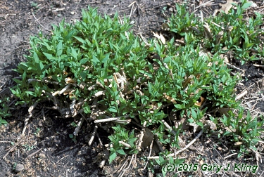 Deutzia gracilis