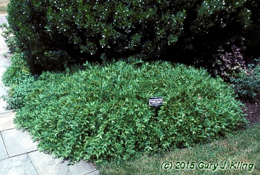 Deutzia gracilis 'Nikko'