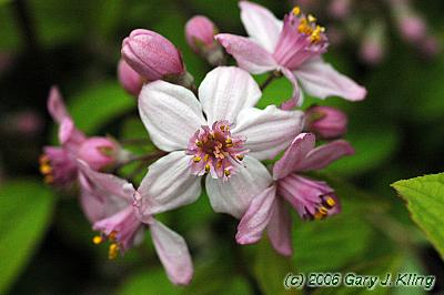 Deutzia x hybrida 'Mont Rose'