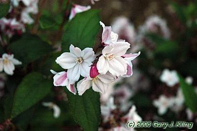 Deutzia x rosea 'Carminea'