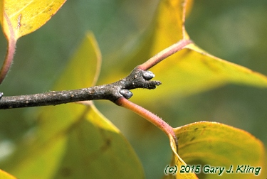 Diospyros virginiana