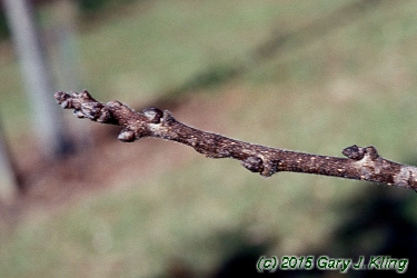 Diospyros virginiana
