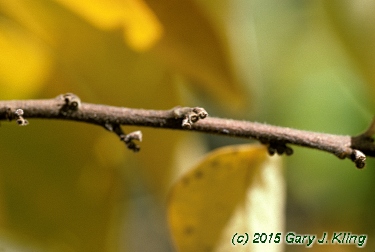 Diospyros virginiana