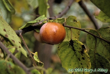 Diospyros virginiana