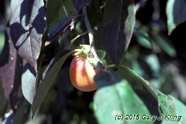 Diospyros virginiana