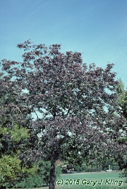 Diospyros virginiana