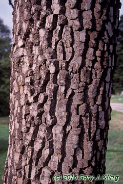 Diospyros virginiana