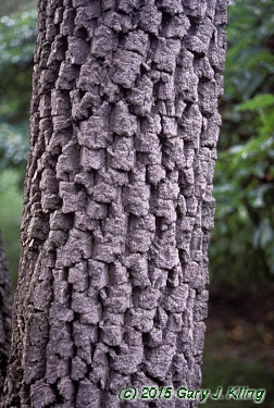 Diospyros virginiana