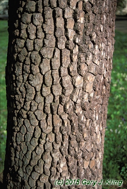 Diospyros virginiana