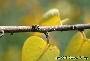 Diospyros virginiana