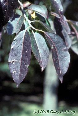 Diospyros virginiana