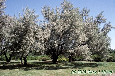 Elaeagnus angustifolia