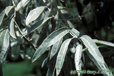 Elaeagnus angustifolia