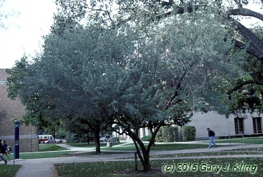 Elaeagnus angustifolia