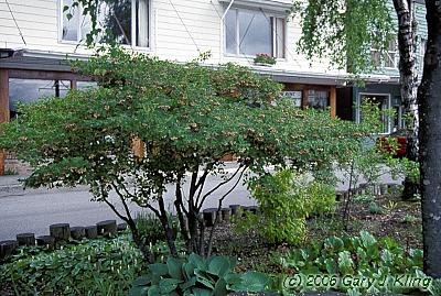 Enkianthus campanulatus