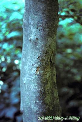 Enkianthus campanulatus